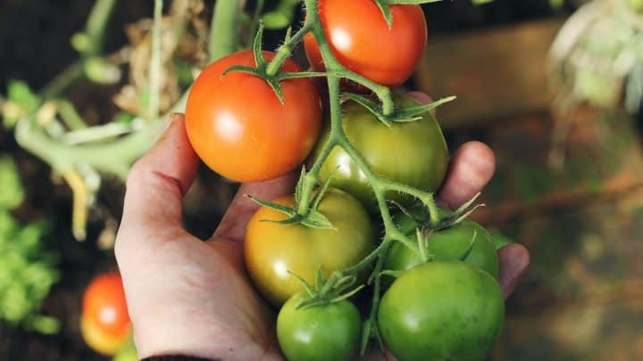 Vidéo. Enquête sur la main-d’œuvre à bas coût des tomates marocaines vendues en Europe