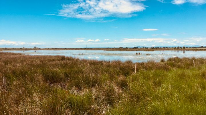 Avanza dans les rizières de camargue : jugement favorable confirme son utilisation