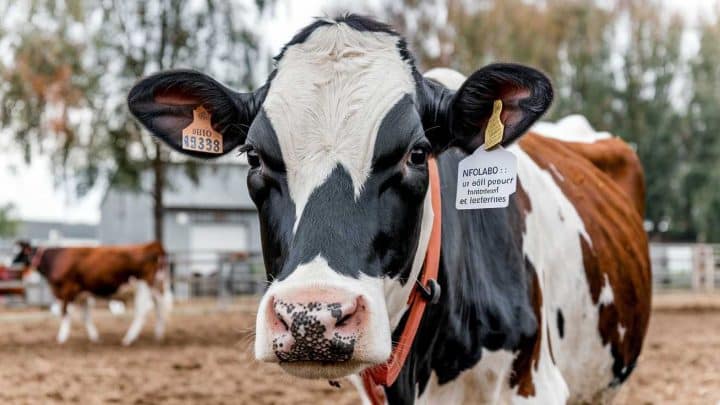 Infolabo : un outil performant pour les producteurs et laiteries